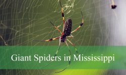 How to Recognize Giant Spiders in Mississippi and Protect Yourself