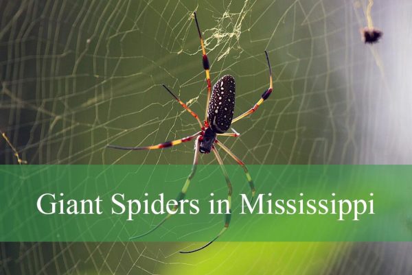Giant Spiders in Mississippi