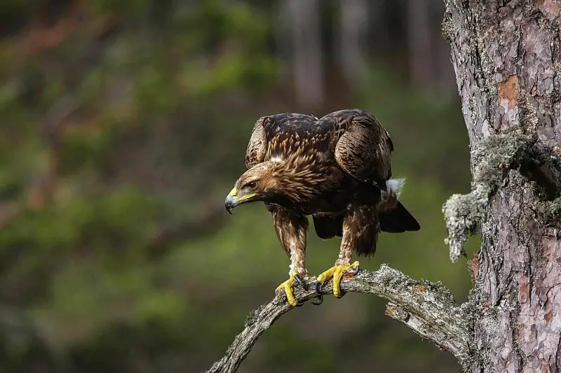 Eagles in Michigan