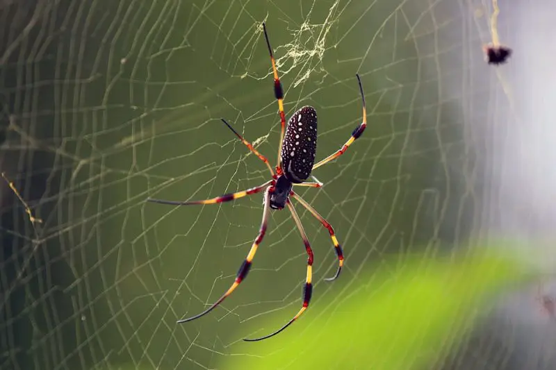 Giant Spiders in Mississippi