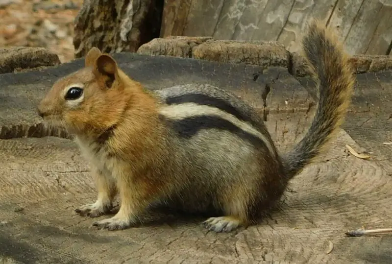 Squirrels in Utah