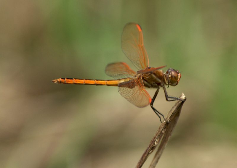 Dragonflies in Florida