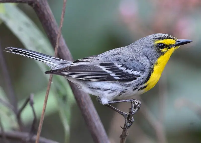 Warblers in Florida