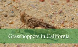 15 Types of Grasshoppers in California (Pictures and Identification)