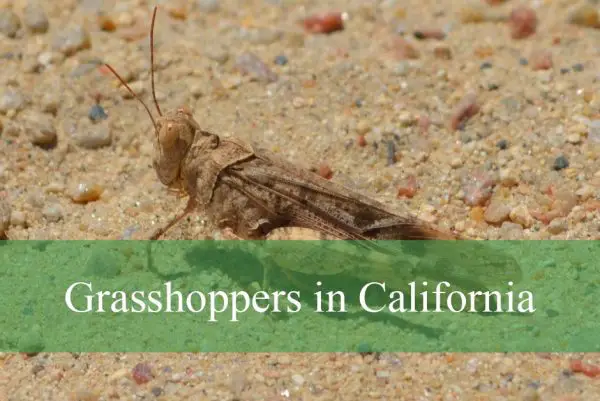 Grasshoppers in California