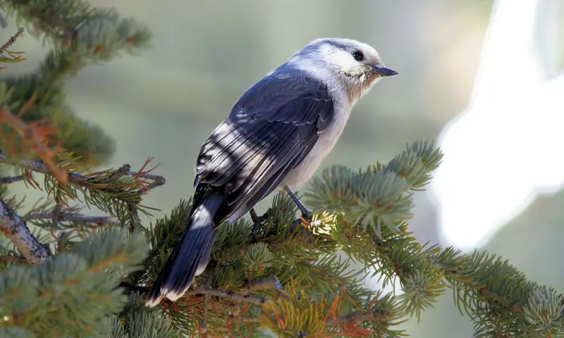 Types of Jays in Minnesota