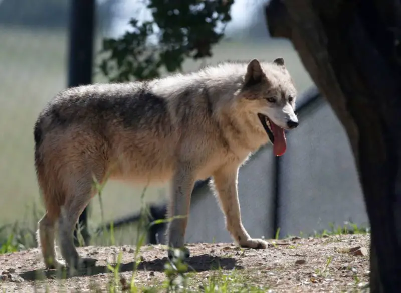 Gray Wolfs in California