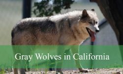 Gray Wolfs in California: Types, Habits, and Top Locations to Watch