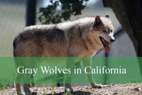 Gray Wolves in California