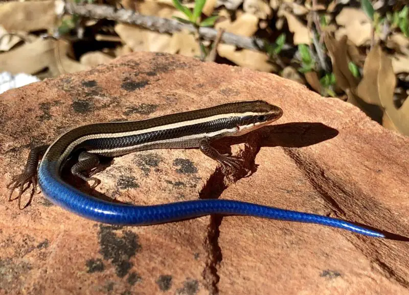 Lizards in Utah