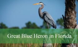 Secrets of the Great Blue Heron in Florida Revealed