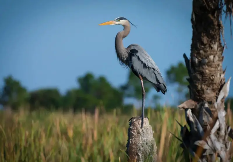 Great Blue Heron in Florida