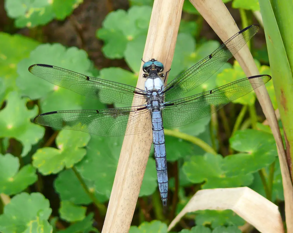Dragonflies in Florida