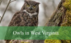 9 Owls in West Virginia (With Pictures and Identification)