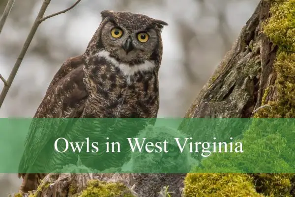 Owls in West Virginia