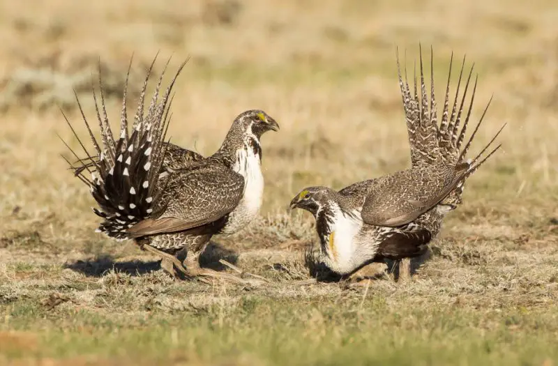Types of Grouse in Colorado