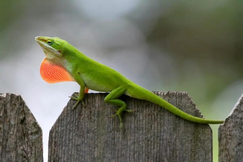 Lizards in North Carolina
