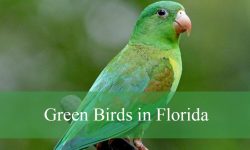 20 Stunning Green Birds in Florida (Pictures and Identification)