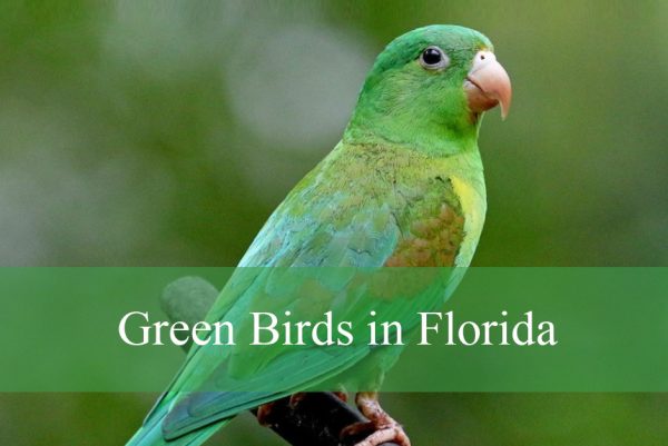 Green Birds in Florida