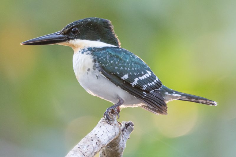 Kingfishers in Texas