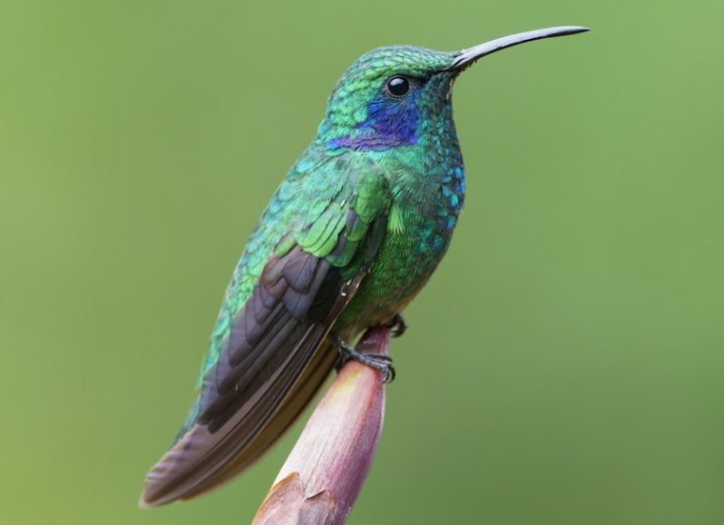 Hummingbirds in Texas