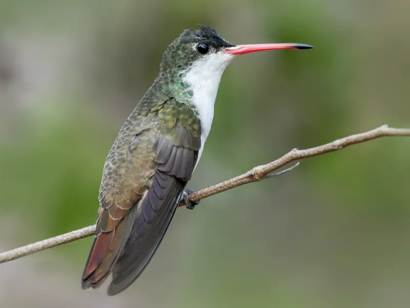 Hummingbirds in New Mexico