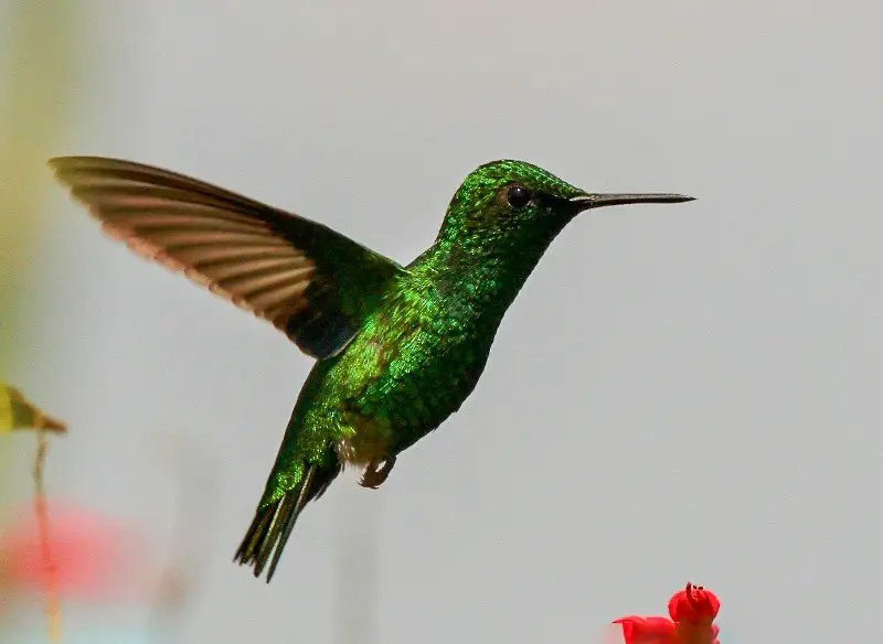 Hummingbirds in Texas