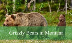 Grizzly Bears in Montana: Everything You Need to Know