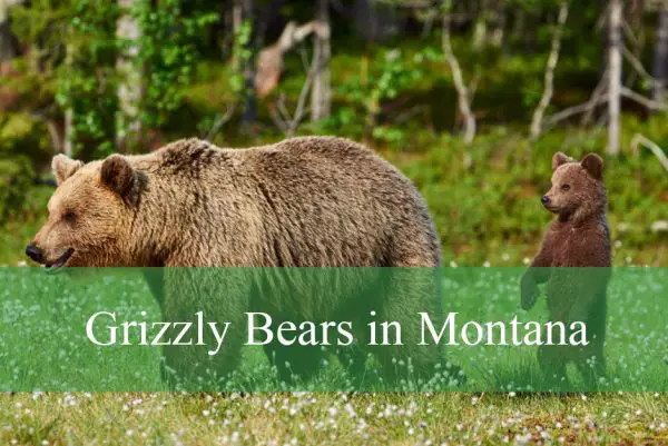 Grizzly Bears in Montana
