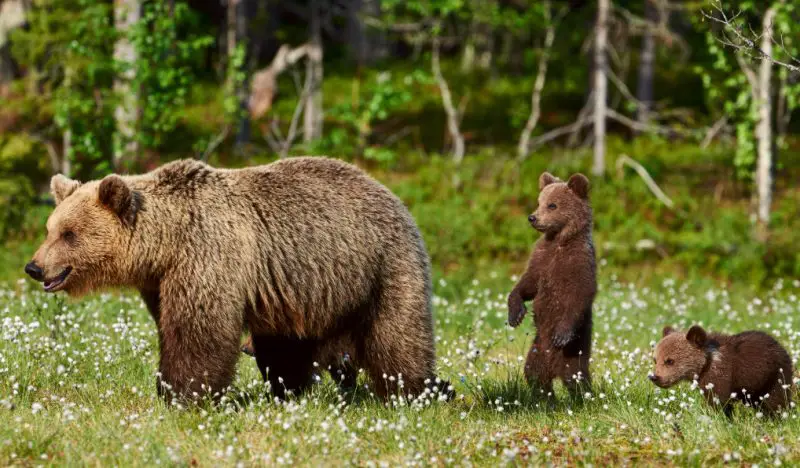 Grizzly Bears in Montana