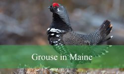 3 Types of Grouse in Maine (With Pictures and Identification)