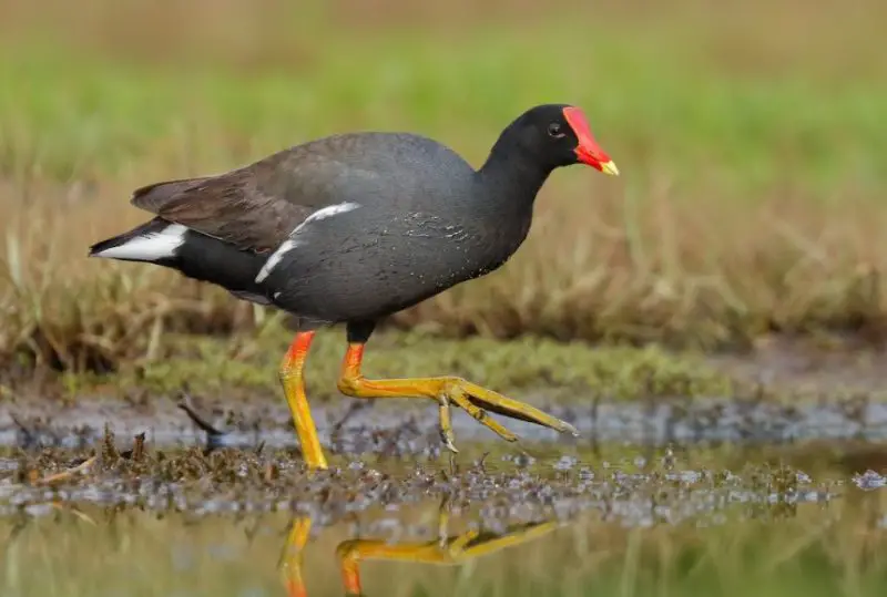 Common Birds in Hawaii