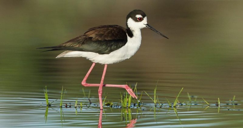 Common Birds in Hawaii