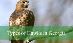 12 Types of Hawks in Georgia (With Pictures and Identification)