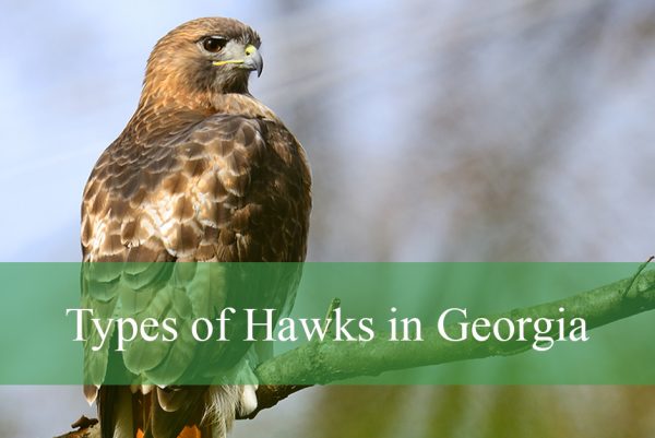 Hawks in Georgia