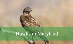 10 Types of Hawks in Maryland (With Pictures and Identification)