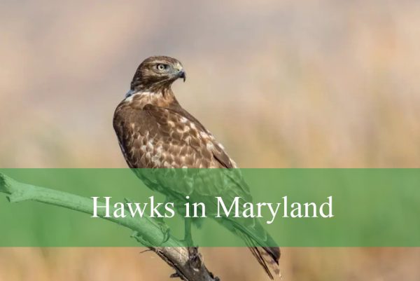 Hawks in Maryland
