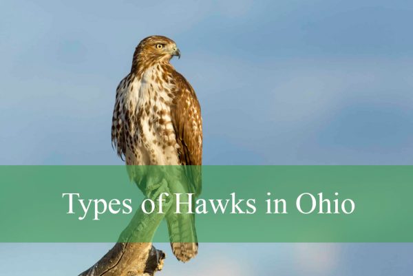 Hawks in Ohio