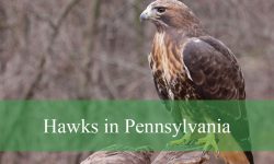 10 Hawks in Pennsylvania (With Pictures and Identification)