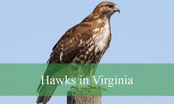 10 Types of Hawks in Virginia (With Pictures and Identification)
