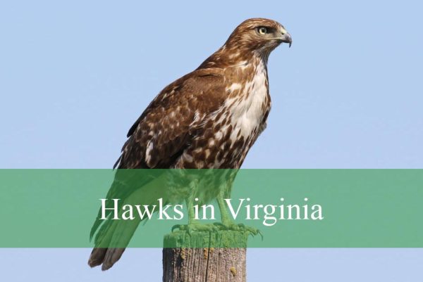 Hawks in Virginia