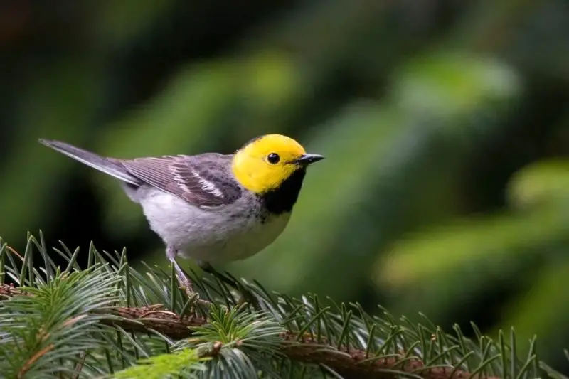 Warblers in Wisconsin