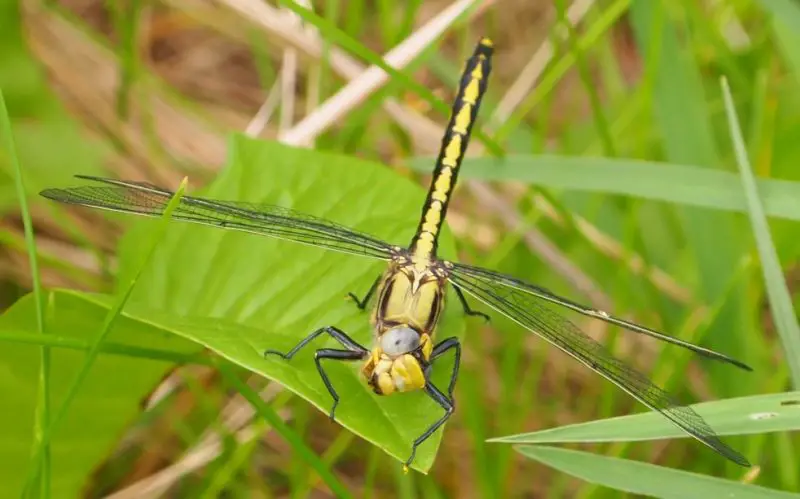 Dragonflies in Ohio