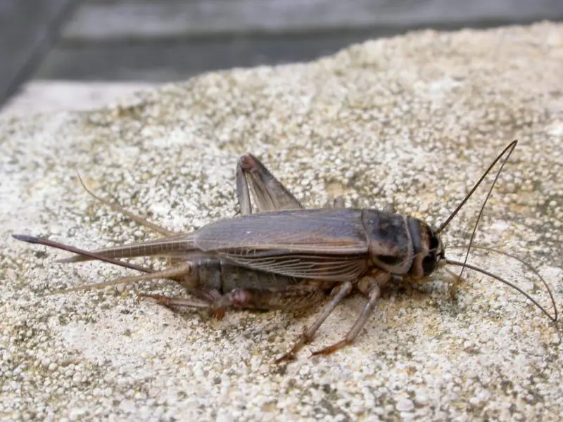 Crickets in Texas