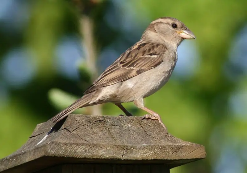 Sparrows in Texas