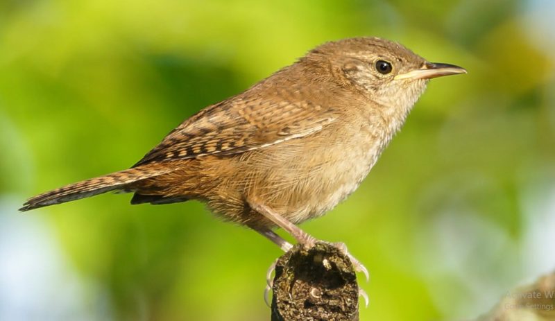Wrens in Wisconsin