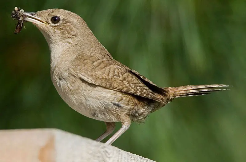 Wrens in Illinois