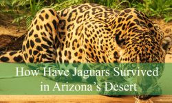 How Have Jaguars Survived in Arizona’s Desert
