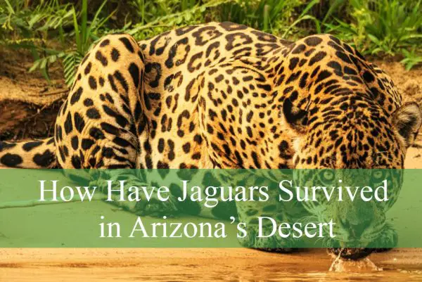 Jaguars in Arizona