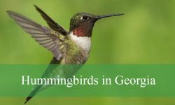 11 Hummingbirds in Georgia (With Pictures and Identification)
